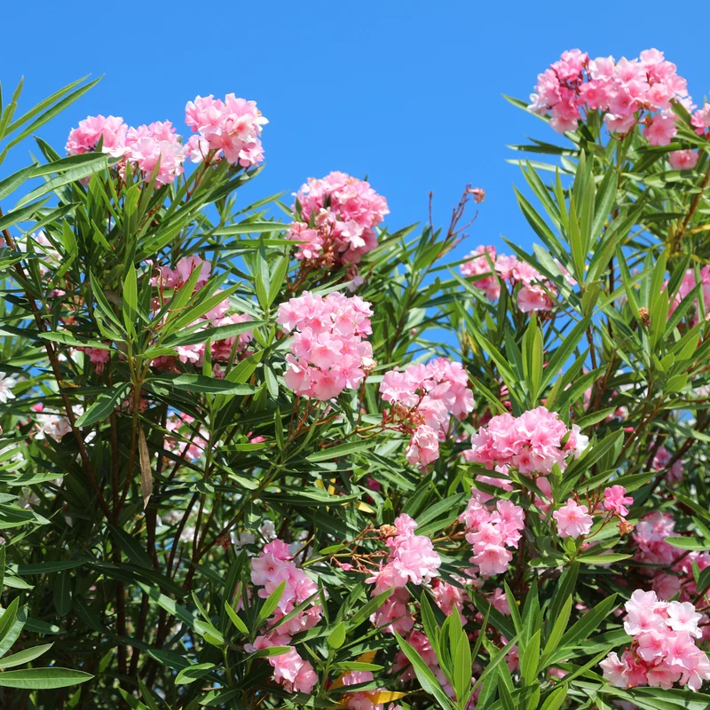 Oleander