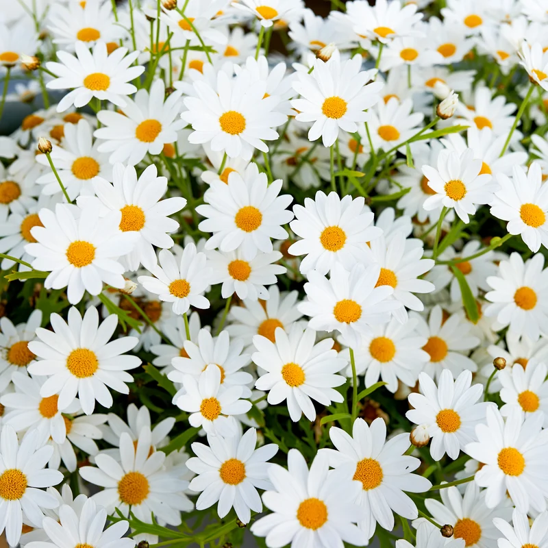 Margeriten-Mix