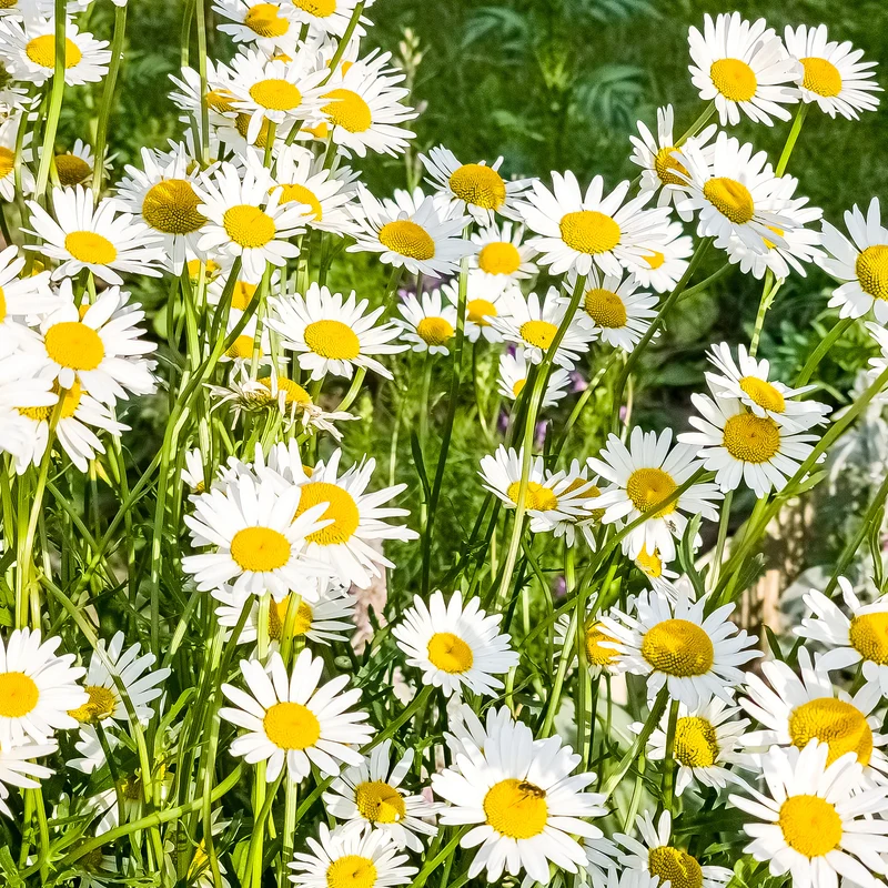 Margeriten-Mix