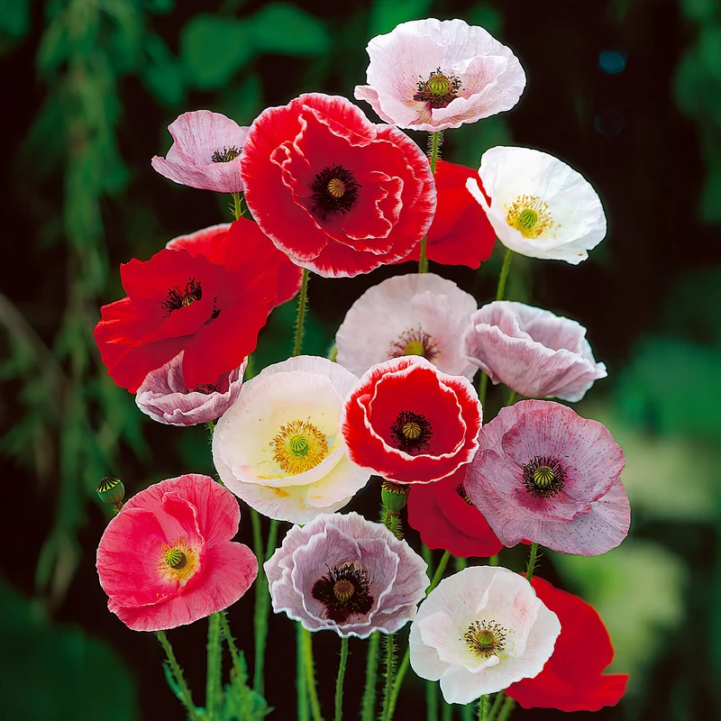 Mohn-Mix