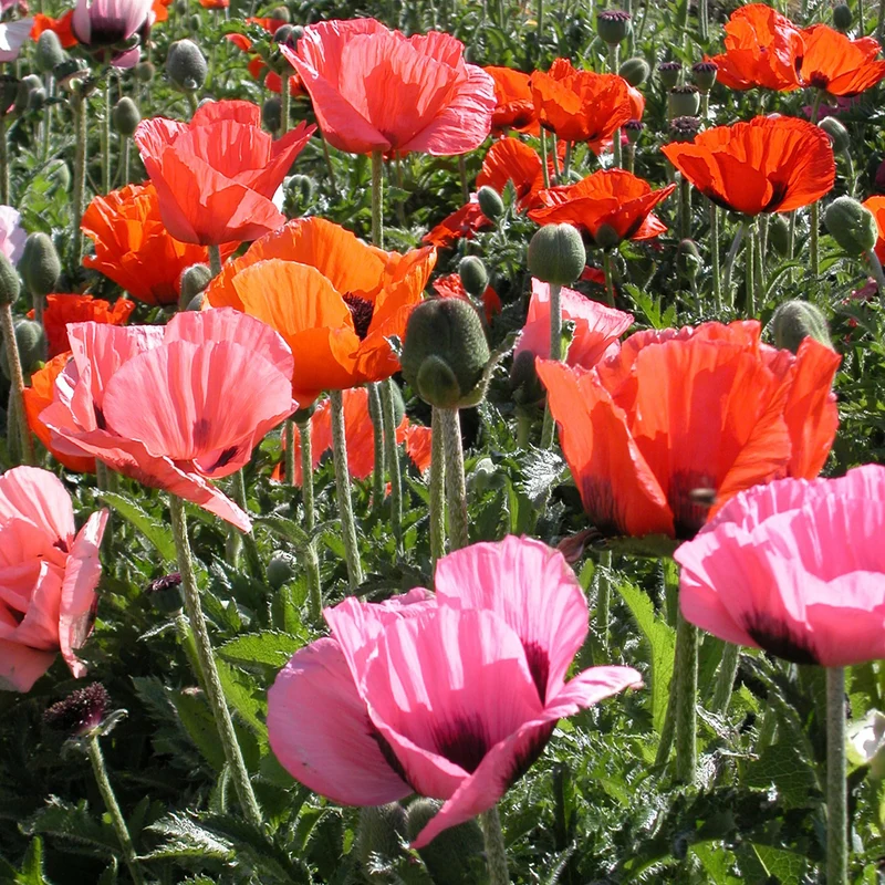 Mohn-Mix