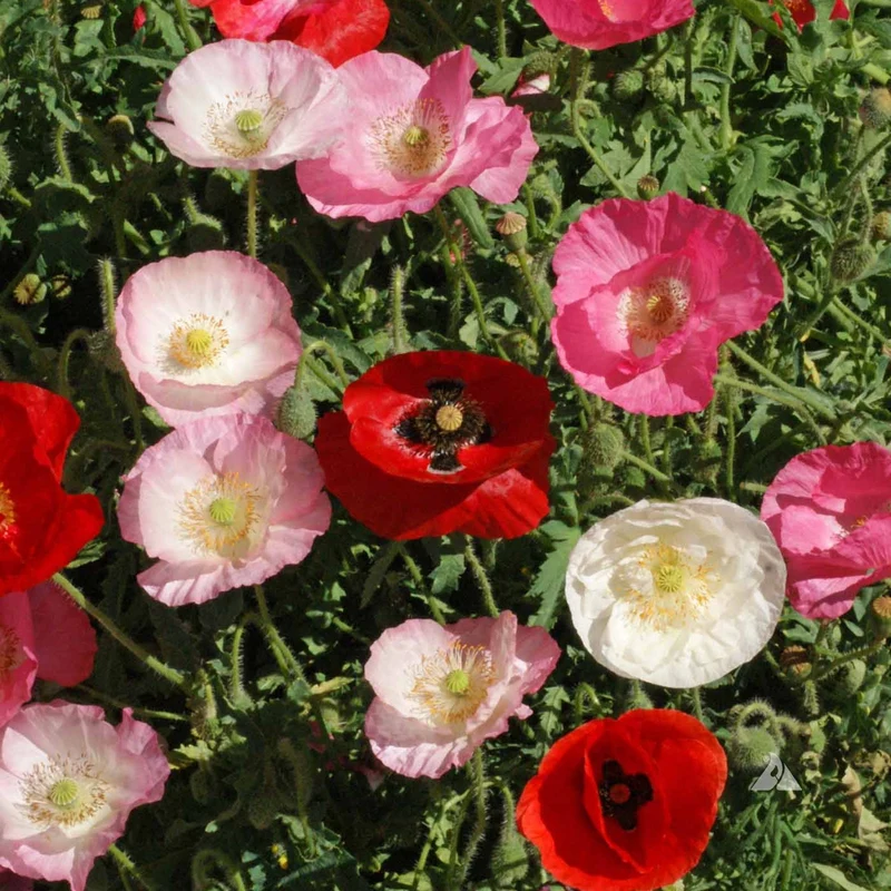 Mohn-Mix