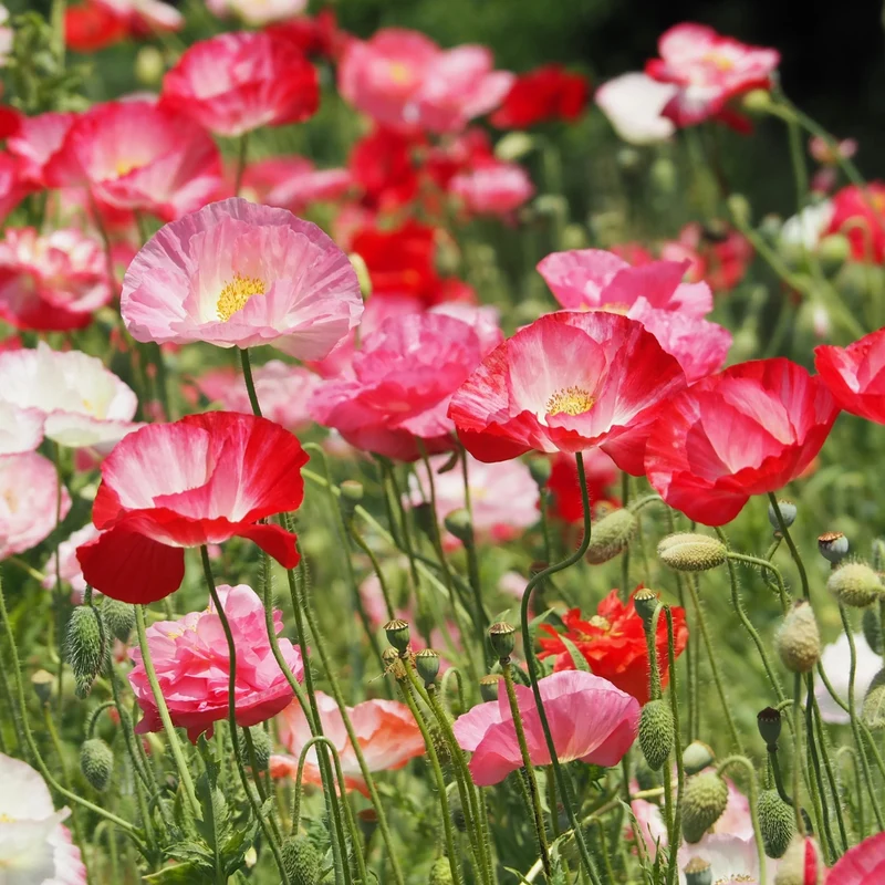 Mohn-Mix