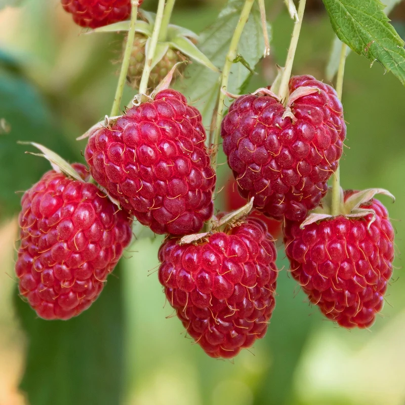 Himbeere 'Sanibelle'