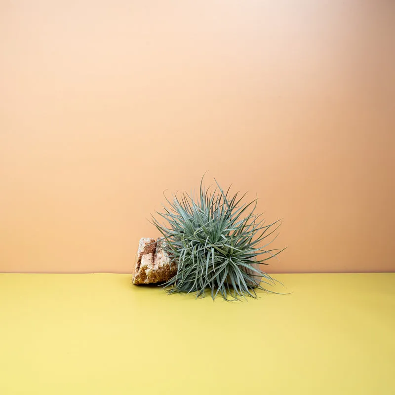 TILLANDSIA SILVER