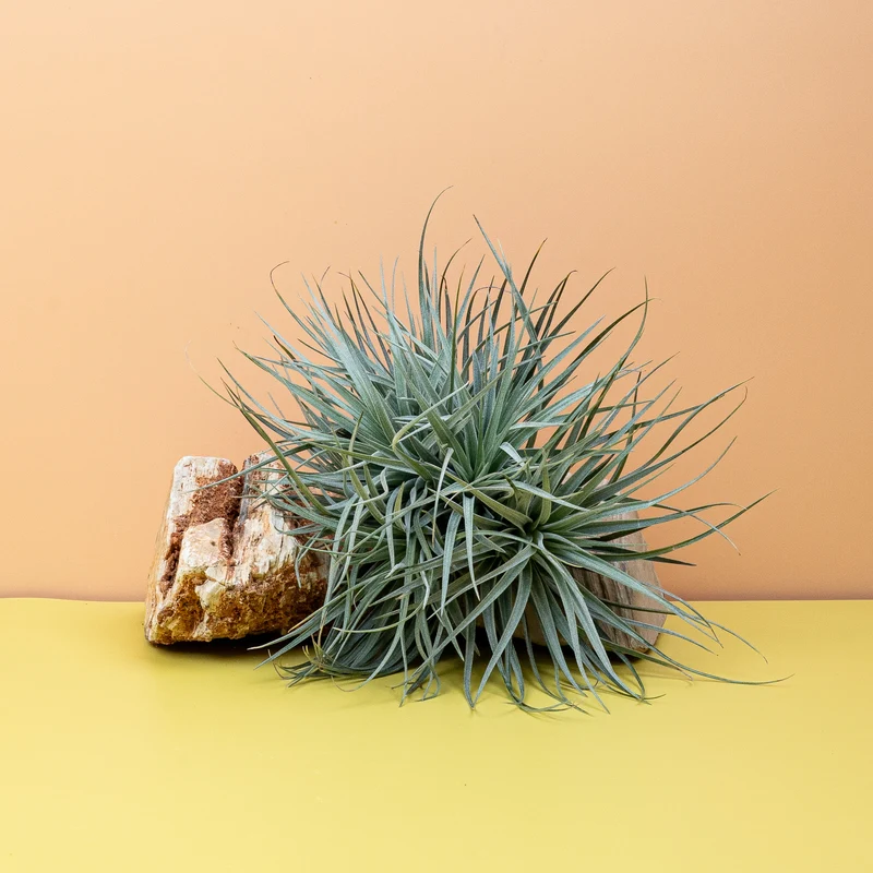 TILLANDSIA SILVER