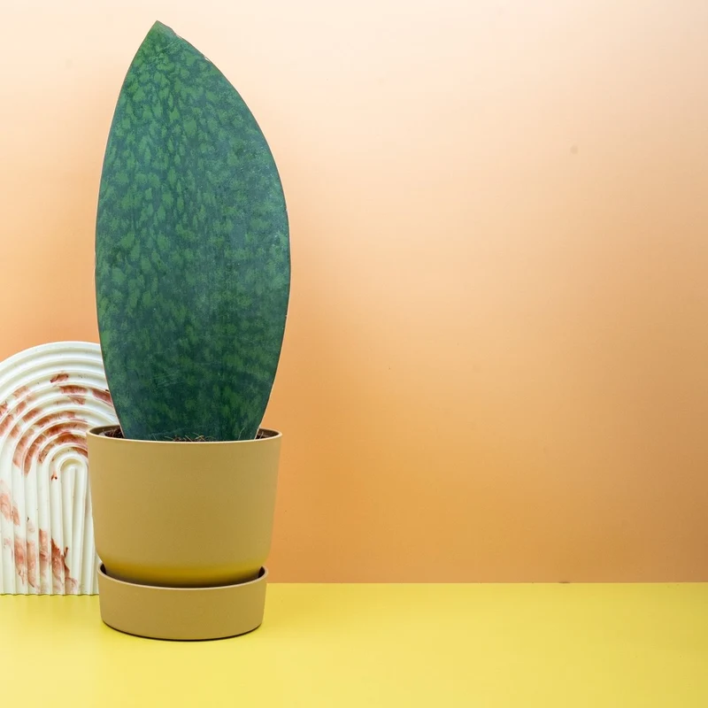 SANSEVIERIA GRANDIS