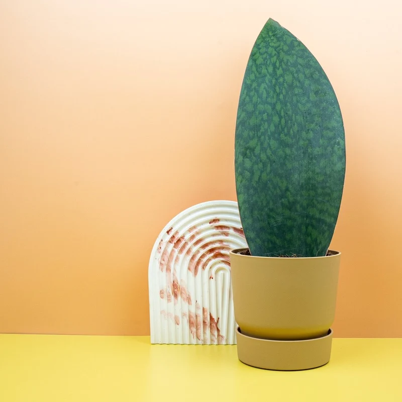 SANSEVIERIA GRANDIS