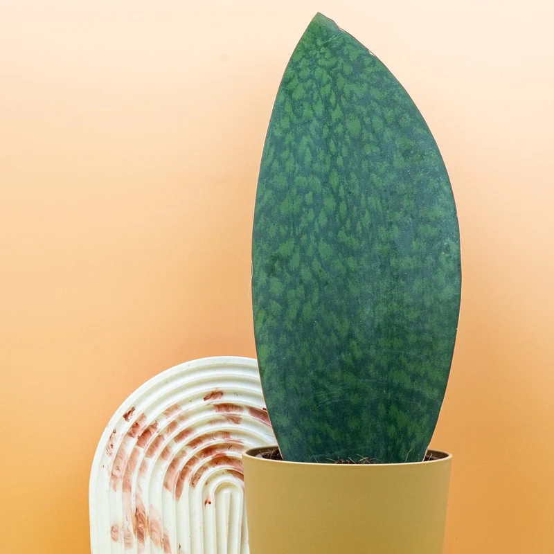 SANSEVIERIA GRANDIS
