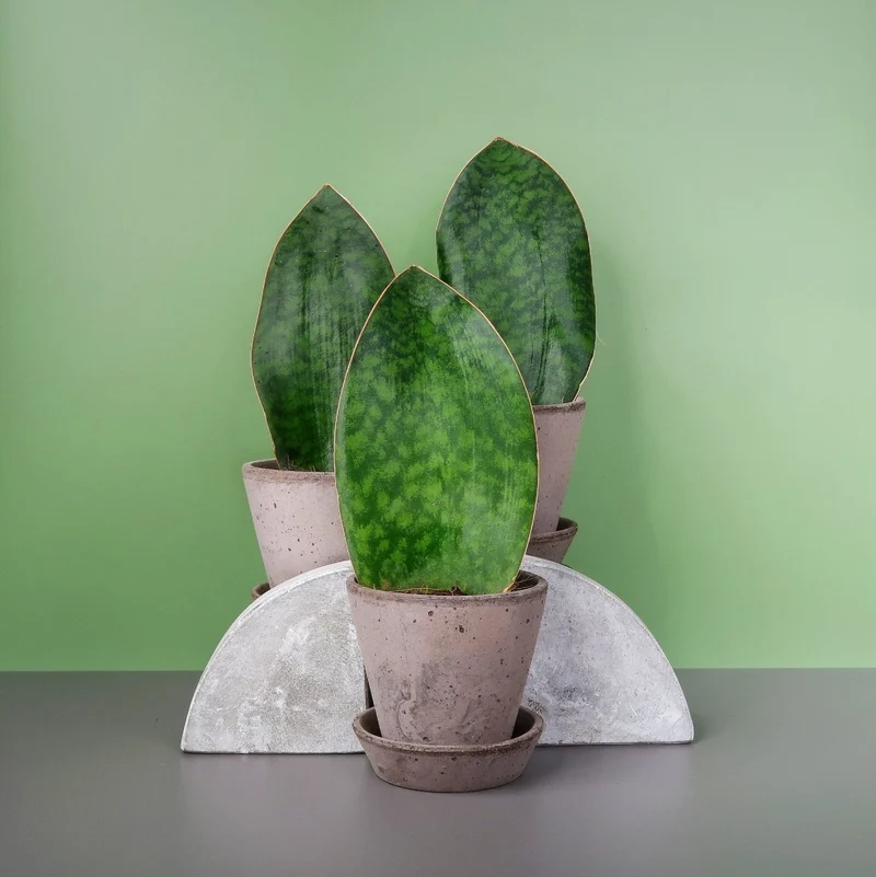 SANSEVIERIA GRANDIS