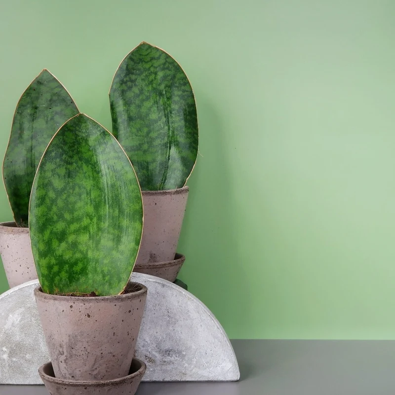 SANSEVIERIA GRANDIS
