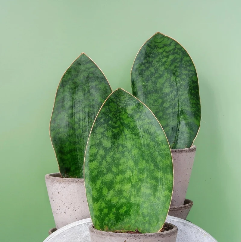 SANSEVIERIA GRANDIS