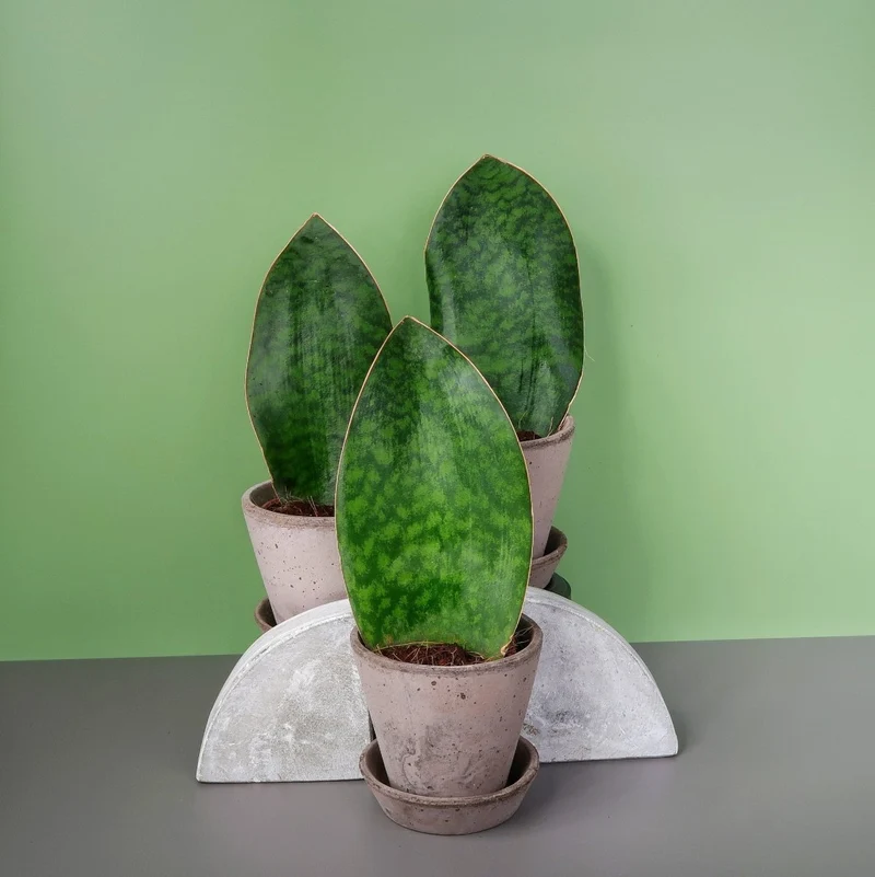 SANSEVIERIA GRANDIS