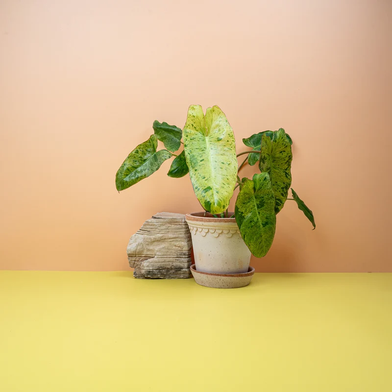 PHILODENDRON PARAISO VERDE