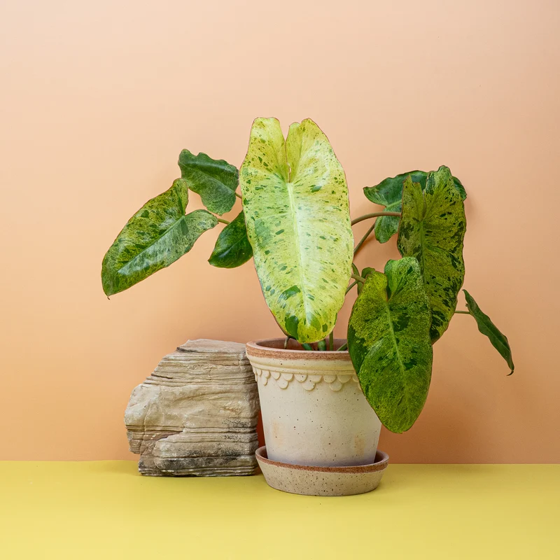 PHILODENDRON PARAISO VERDE