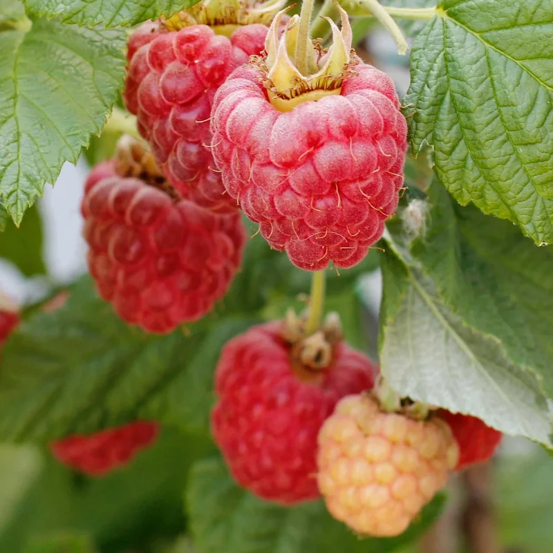 Himbeere 'Baby Dwarf'