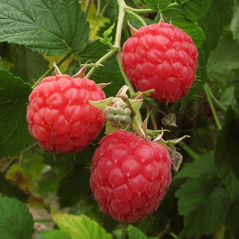 Himbeere 'Baby Dwarf'