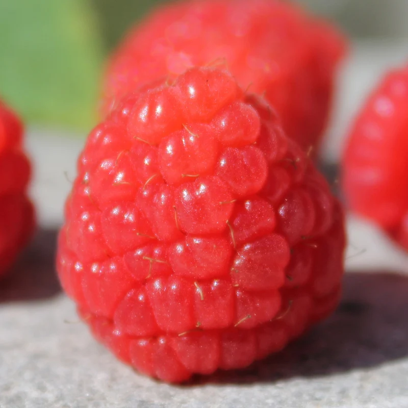 Himbeere 'Baby Dwarf'