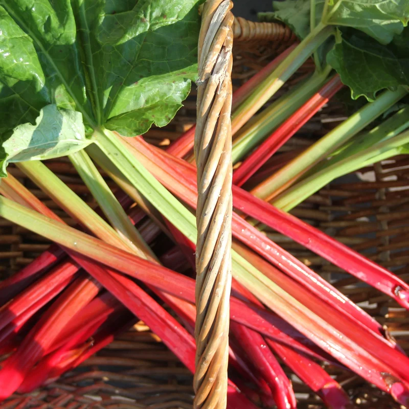 Rhabarber 'Cropstar Everbarber'