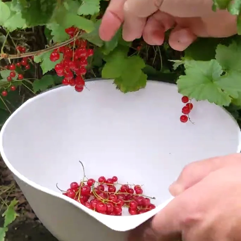 Rote Johannisbeere 'Redstart'