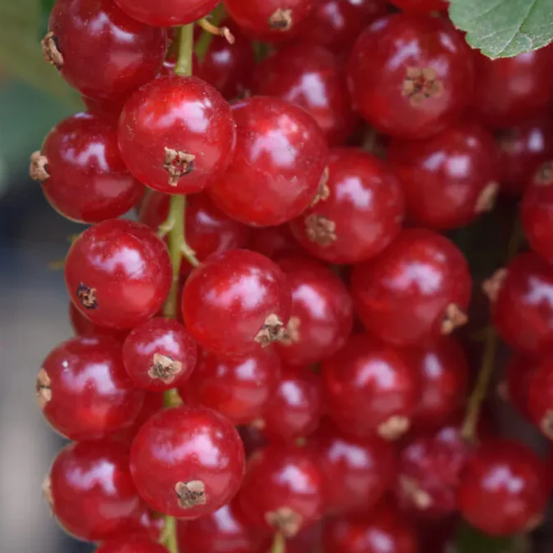 Rote Johannisbeere 'Junifer'
