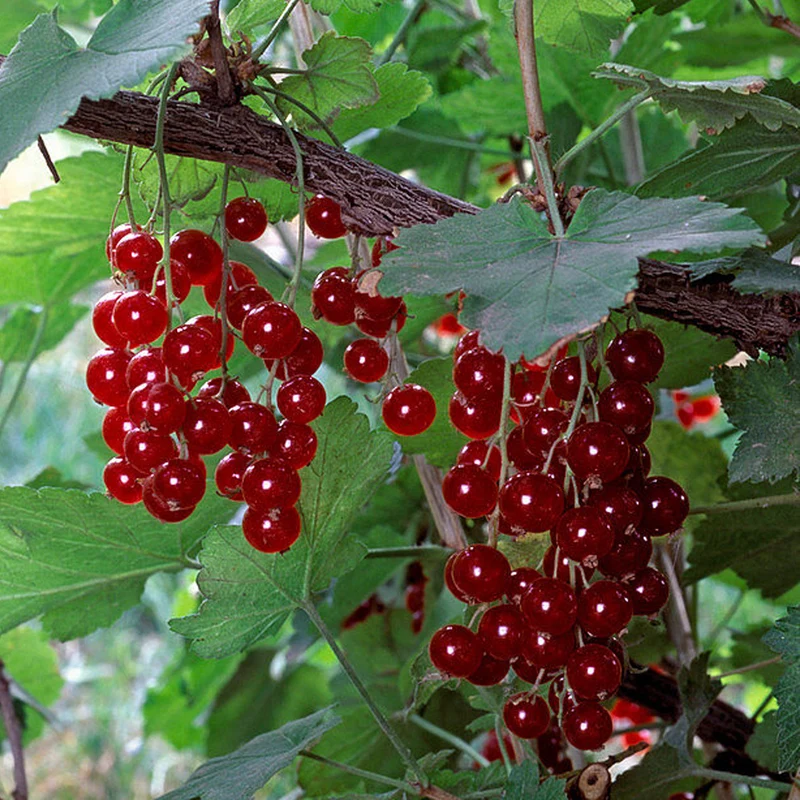 Rote Johannisbeere 'Junifer'