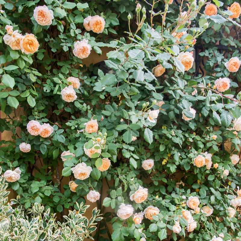 Pfirsichfarbene Kletterrose