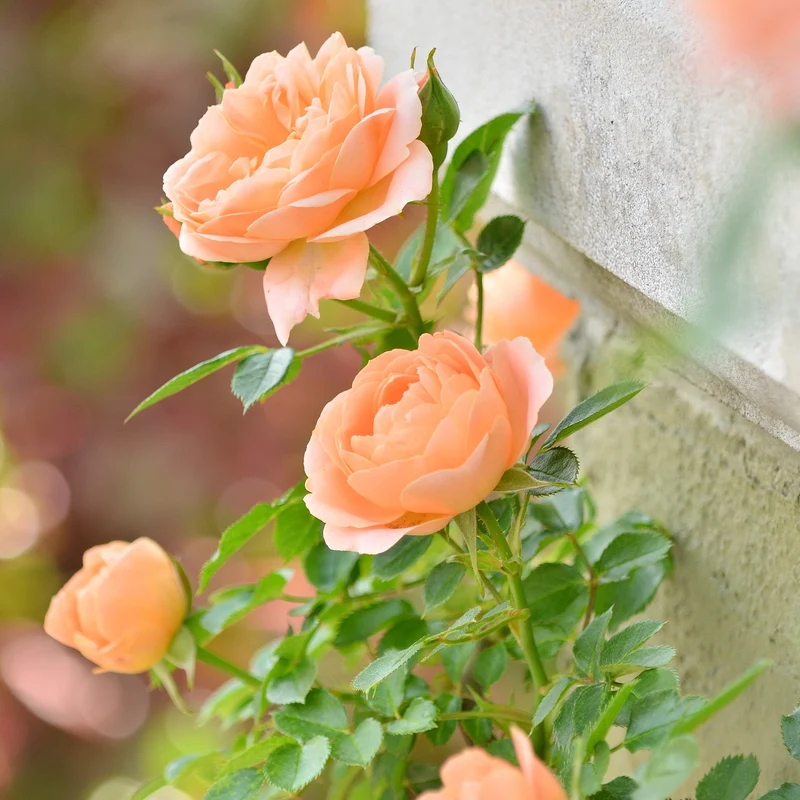 Pfirsichfarbene Kletterrose