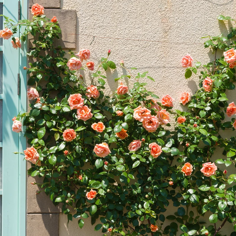 Pfirsichfarbene Kletterrose