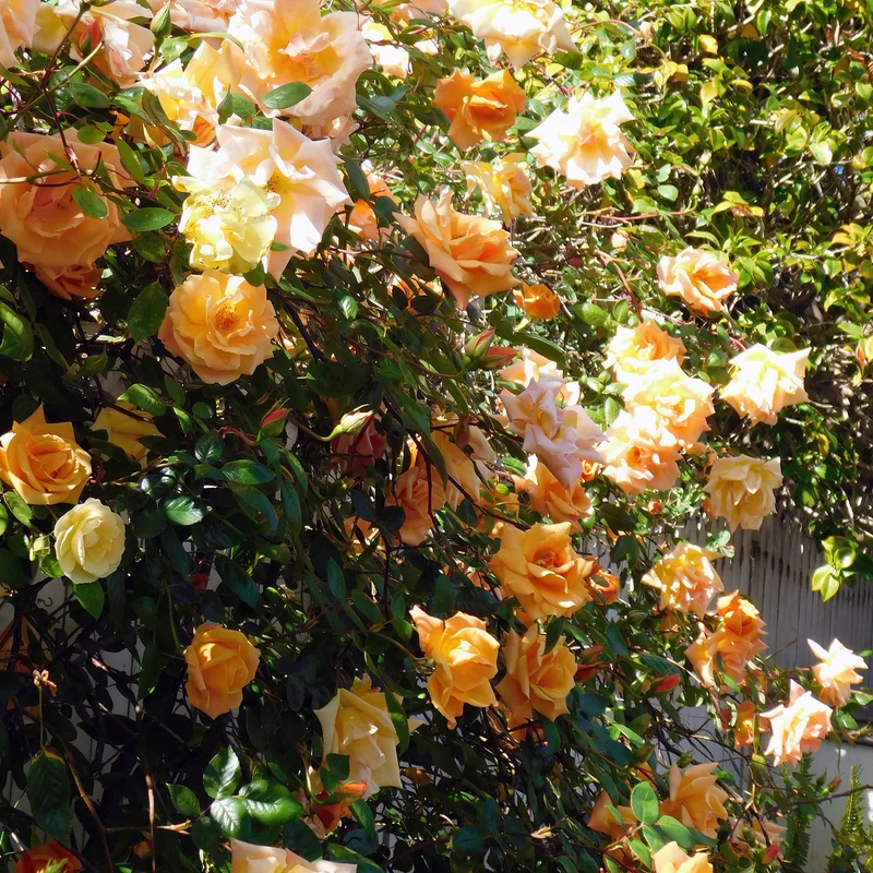 Pfirsichfarbene Kletterrose