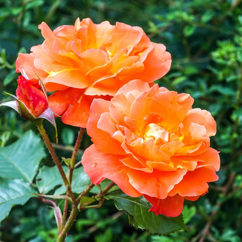 Orange Kletterrose