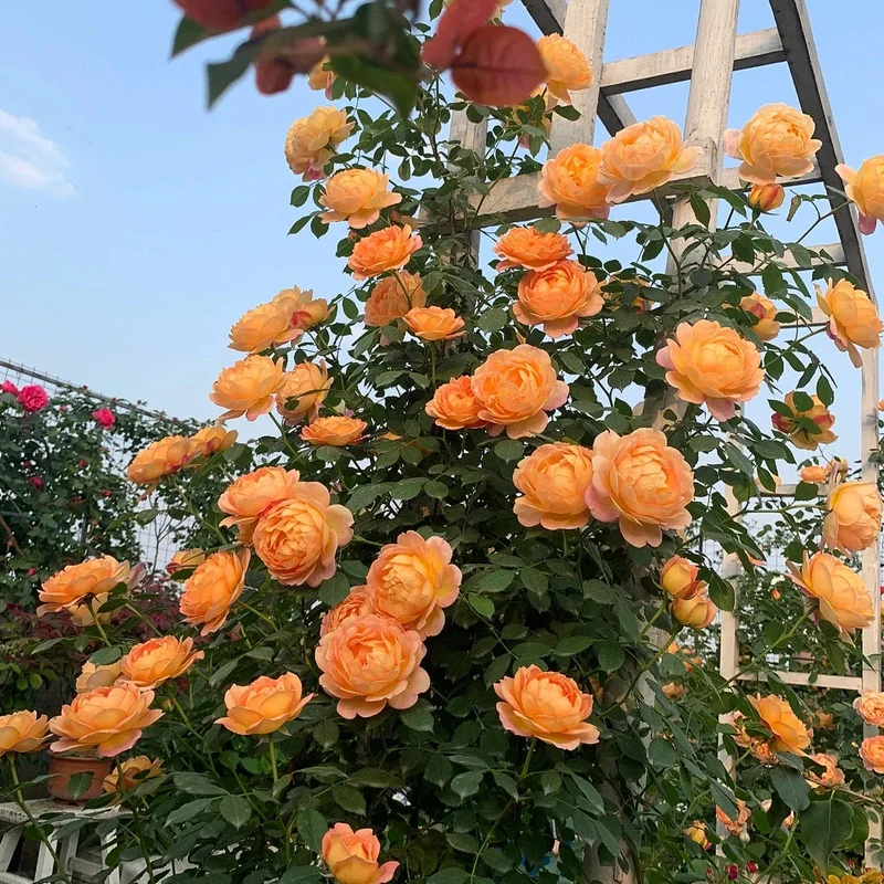 Orange Kletterrose