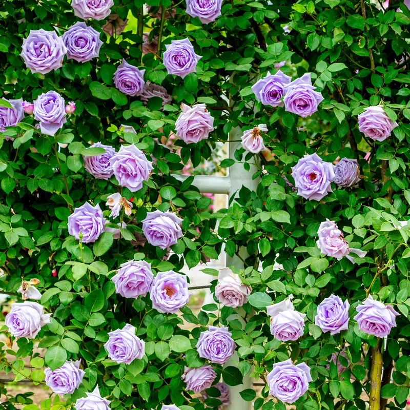 Hellviolette Kletterrose