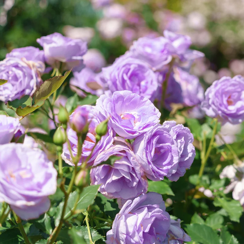 Hellviolette Kletterrose