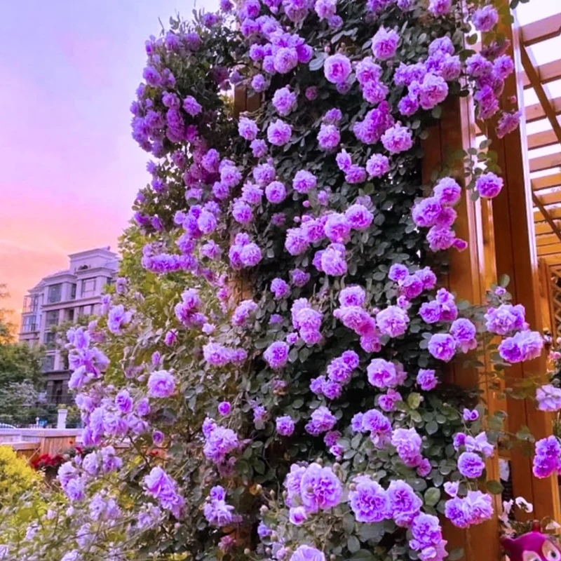 Hellviolette Kletterrose