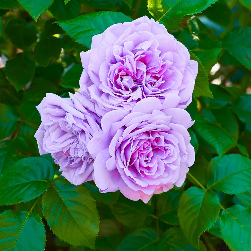 Hellviolette Kletterrose