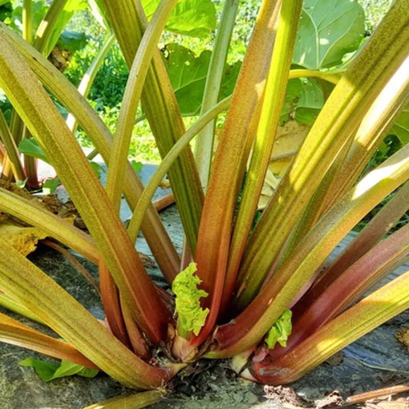 Rhabarber 'Potstar Everbarber'