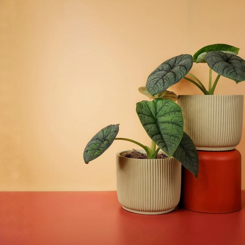 ALOCASIA MELO