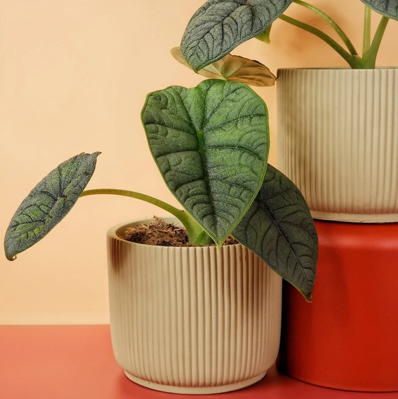 ALOCASIA MELO