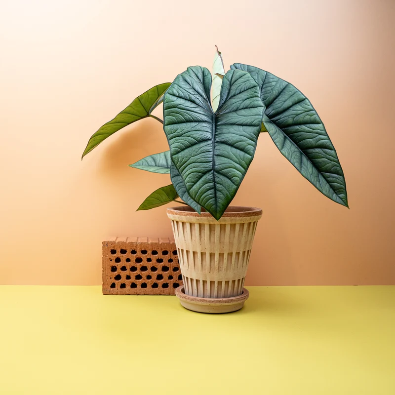 ALOCASIA PLATINUM