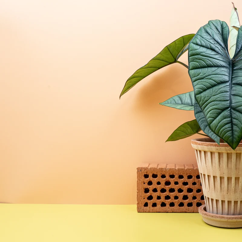 ALOCASIA PLATINUM