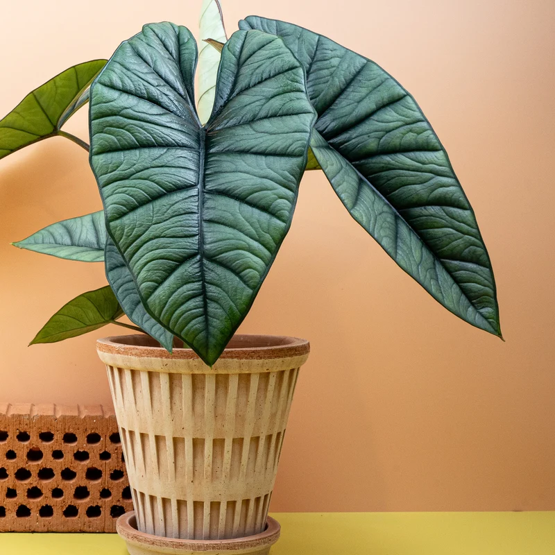 ALOCASIA PLATINUM