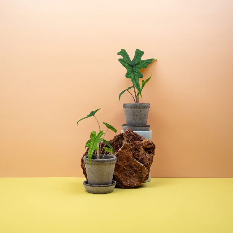 ALOCASIA JACKLYN