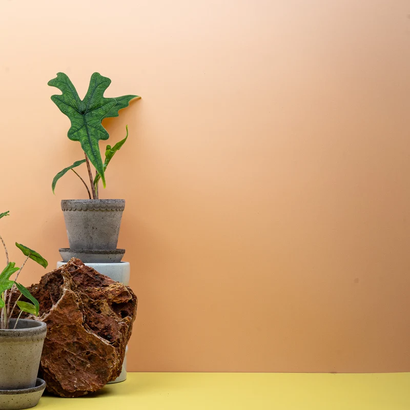ALOCASIA JACKLYN