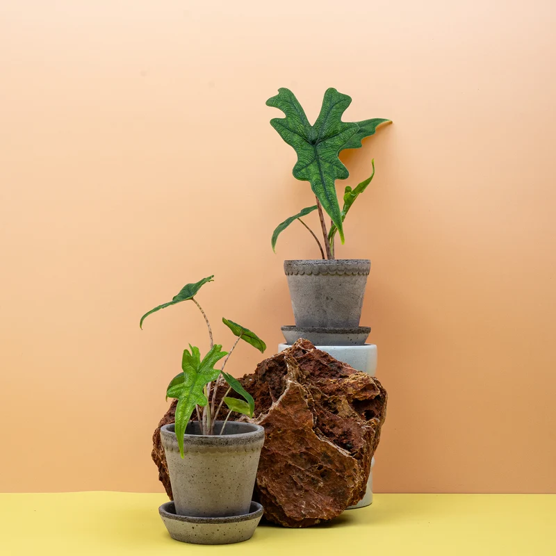 ALOCASIA JACKLYN