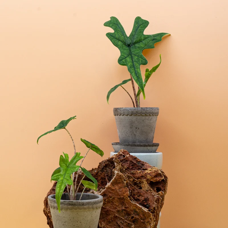 ALOCASIA JACKLYN