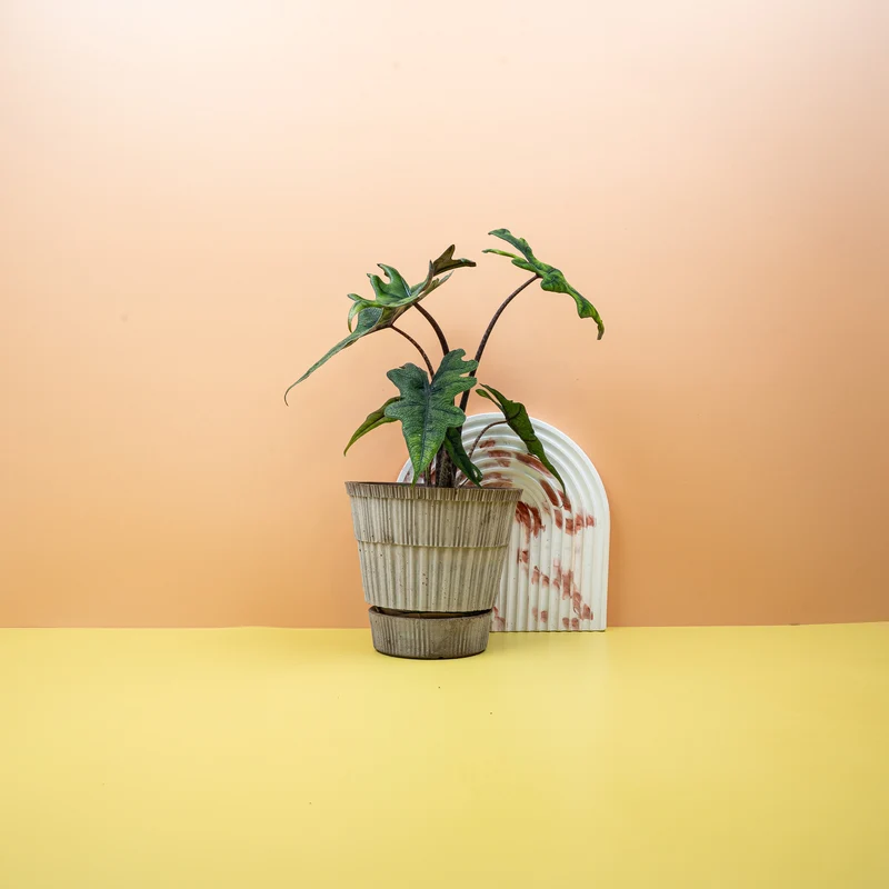 ALOCASIA JACKLYN
