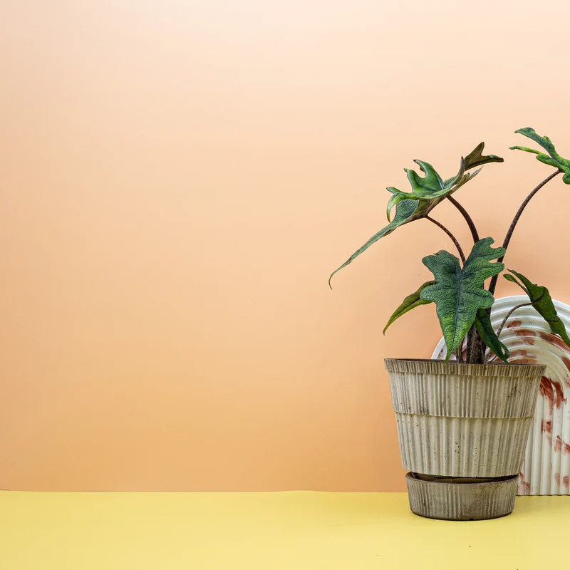 ALOCASIA JACKLYN