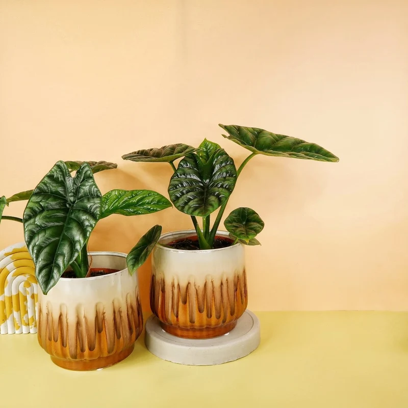 ALOCASIA SINUATA