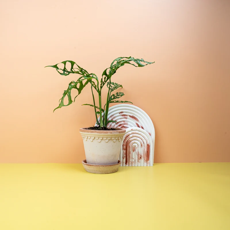 MONSTERA OBLIQUA PERU